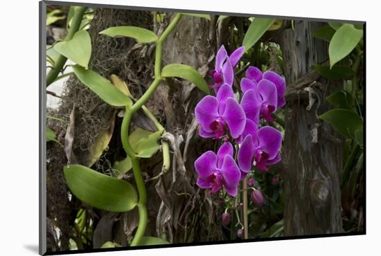 USA, Alabama, Mobile, Conservatory Flowers, Orchid-Bernard Friel-Mounted Photographic Print