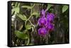 USA, Alabama, Mobile, Conservatory Flowers, Orchid-Bernard Friel-Framed Stretched Canvas