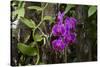 USA, Alabama, Mobile, Conservatory Flowers, Orchid-Bernard Friel-Stretched Canvas