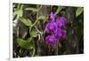 USA, Alabama, Mobile, Conservatory Flowers, Orchid-Bernard Friel-Framed Photographic Print