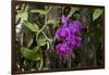 USA, Alabama, Mobile, Conservatory Flowers, Orchid-Bernard Friel-Framed Photographic Print