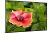 USA, Alabama, Theodore. Hibiscus flower in the Bellingrath Gardens.-Cindy Miller Hopkins-Mounted Photographic Print