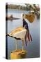 USA, Alabama. Whimsical pelican sculpture with American flag-Trish Drury-Stretched Canvas