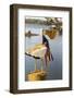 USA, Alabama. Whimsical pelican sculpture with American flag-Trish Drury-Framed Photographic Print