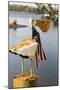 USA, Alabama. Whimsical pelican sculpture with American flag-Trish Drury-Mounted Photographic Print