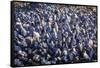 USA, Alaska. A bed of blue mussels on the beach at low tide.-Margaret Gaines-Framed Stretched Canvas
