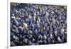 USA, Alaska. A bed of blue mussels on the beach at low tide.-Margaret Gaines-Framed Photographic Print