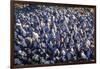 USA, Alaska. A bed of blue mussels on the beach at low tide.-Margaret Gaines-Framed Photographic Print