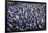 USA, Alaska. A bed of blue mussels on the beach at low tide.-Margaret Gaines-Framed Photographic Print