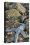 USA, Alaska. A blue toned sea star and green sea urchins on the rocks at low tide.-Margaret Gaines-Stretched Canvas