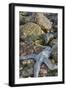 USA, Alaska. A blue toned sea star and green sea urchins on the rocks at low tide.-Margaret Gaines-Framed Photographic Print