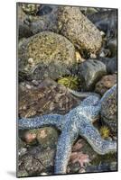 USA, Alaska. A blue toned sea star and green sea urchins on the rocks at low tide.-Margaret Gaines-Mounted Photographic Print