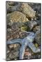 USA, Alaska. A blue toned sea star and green sea urchins on the rocks at low tide.-Margaret Gaines-Mounted Photographic Print