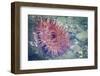 USA, Alaska. A Christmas anemone with tentacles out as the tide returns.-Margaret Gaines-Framed Photographic Print