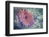 USA, Alaska. A Christmas anemone with tentacles out as the tide returns.-Margaret Gaines-Framed Photographic Print