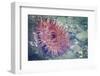 USA, Alaska. A Christmas anemone with tentacles out as the tide returns.-Margaret Gaines-Framed Photographic Print