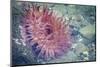 USA, Alaska. A Christmas anemone with tentacles out as the tide returns.-Margaret Gaines-Mounted Photographic Print