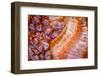 USA, Alaska. A close-up view of a painted anemone exposed at low tide.-Margaret Gaines-Framed Photographic Print