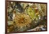 USA, Alaska. A cluster of moon glow anemones in a tide pool.-Margaret Gaines-Framed Photographic Print