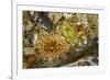 USA, Alaska. A cluster of moon glow anemones in a tide pool.-Margaret Gaines-Framed Photographic Print