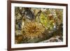 USA, Alaska. A cluster of moon glow anemones in a tide pool.-Margaret Gaines-Framed Photographic Print