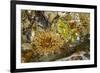 USA, Alaska. A cluster of moon glow anemones in a tide pool.-Margaret Gaines-Framed Photographic Print