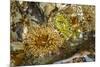 USA, Alaska. A cluster of moon glow anemones in a tide pool.-Margaret Gaines-Mounted Photographic Print