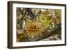 USA, Alaska. A cluster of moon glow anemones in a tide pool.-Margaret Gaines-Framed Photographic Print