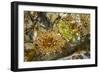 USA, Alaska. A cluster of moon glow anemones in a tide pool.-Margaret Gaines-Framed Photographic Print