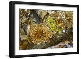 USA, Alaska. A cluster of moon glow anemones in a tide pool.-Margaret Gaines-Framed Photographic Print