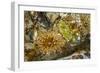 USA, Alaska. A cluster of moon glow anemones in a tide pool.-Margaret Gaines-Framed Photographic Print