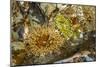 USA, Alaska. A cluster of moon glow anemones in a tide pool.-Margaret Gaines-Mounted Photographic Print