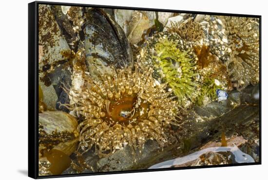 USA, Alaska. A cluster of moon glow anemones in a tide pool.-Margaret Gaines-Framed Stretched Canvas
