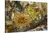 USA, Alaska. A cluster of moon glow anemones in a tide pool.-Margaret Gaines-Stretched Canvas