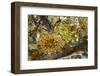 USA, Alaska. A cluster of moon glow anemones in a tide pool.-Margaret Gaines-Framed Photographic Print