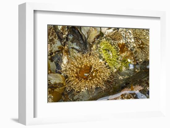 USA, Alaska. A cluster of moon glow anemones in a tide pool.-Margaret Gaines-Framed Photographic Print