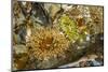 USA, Alaska. A cluster of moon glow anemones in a tide pool.-Margaret Gaines-Mounted Photographic Print