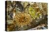 USA, Alaska. A cluster of moon glow anemones in a tide pool.-Margaret Gaines-Stretched Canvas