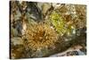 USA, Alaska. A cluster of moon glow anemones in a tide pool.-Margaret Gaines-Stretched Canvas