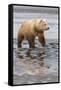 USA, Alaska. A female grizzly bear walks along the tidal flats, Lake Clark National Park.-Brenda Tharp-Framed Stretched Canvas