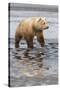 USA, Alaska. A female grizzly bear walks along the tidal flats, Lake Clark National Park.-Brenda Tharp-Stretched Canvas