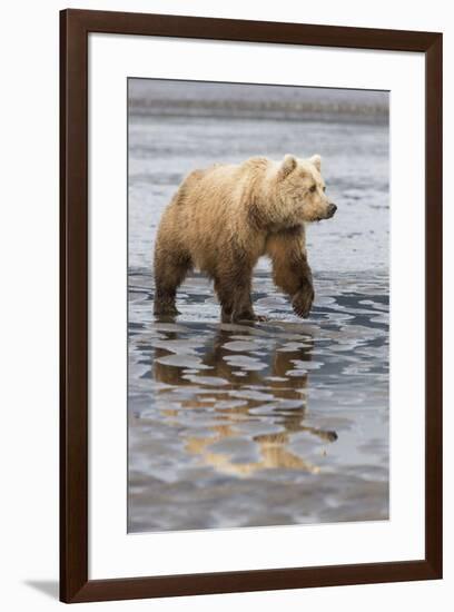 USA, Alaska. A female grizzly bear walks along the tidal flats, Lake Clark National Park.-Brenda Tharp-Framed Premium Photographic Print