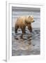 USA, Alaska. A female grizzly bear walks along the tidal flats, Lake Clark National Park.-Brenda Tharp-Framed Premium Photographic Print