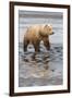 USA, Alaska. A female grizzly bear walks along the tidal flats, Lake Clark National Park.-Brenda Tharp-Framed Premium Photographic Print