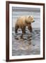 USA, Alaska. A female grizzly bear walks along the tidal flats, Lake Clark National Park.-Brenda Tharp-Framed Premium Photographic Print