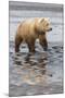 USA, Alaska. A female grizzly bear walks along the tidal flats, Lake Clark National Park.-Brenda Tharp-Mounted Premium Photographic Print