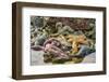 USA, Alaska. A pile of different colored sea stars at low tide.-Margaret Gaines-Framed Photographic Print