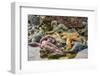 USA, Alaska. A pile of different colored sea stars at low tide.-Margaret Gaines-Framed Photographic Print