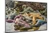 USA, Alaska. A pile of different colored sea stars at low tide.-Margaret Gaines-Mounted Photographic Print