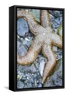 USA, Alaska. A sea star on the beach at low tide.-Margaret Gaines-Framed Stretched Canvas